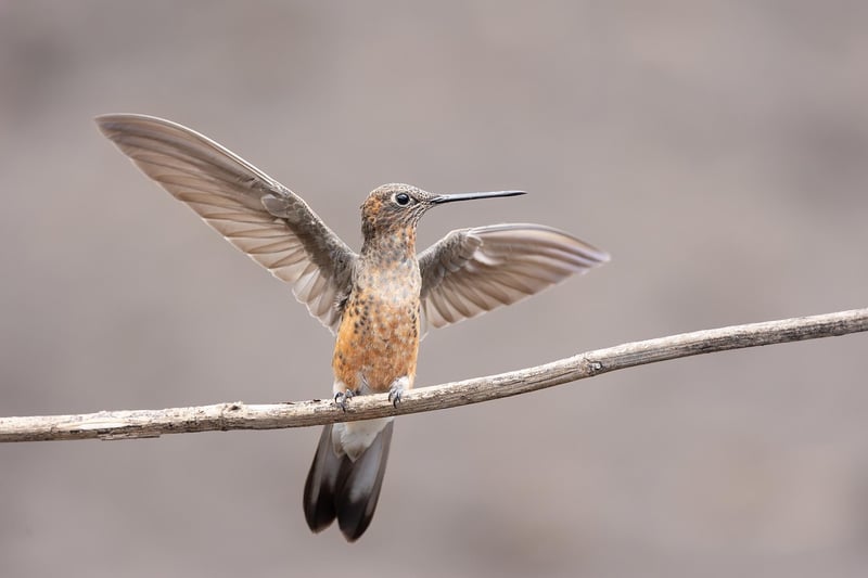 Hummingbird and Flowers