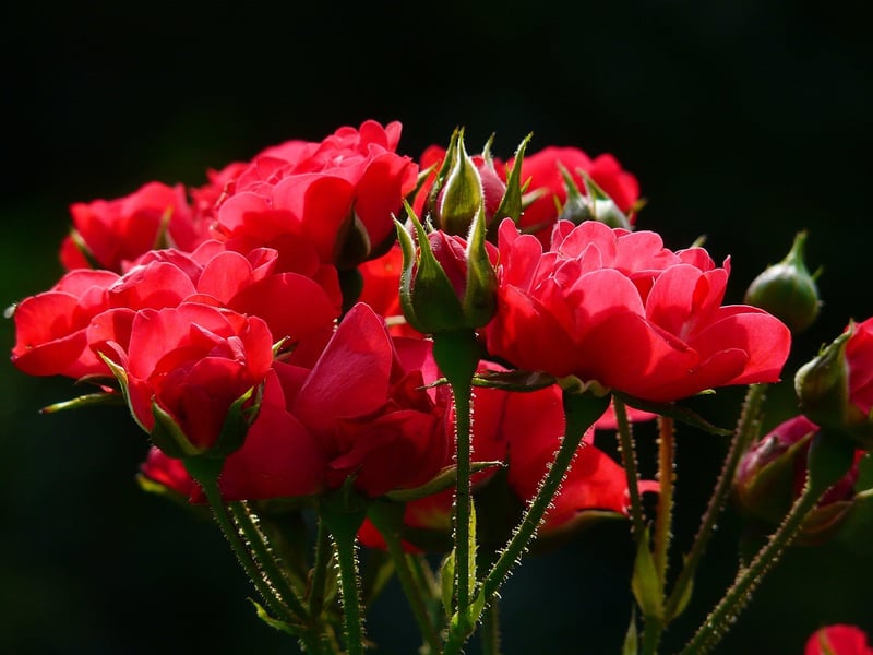 Exotic Plants