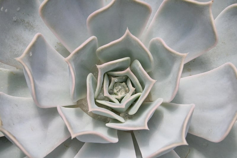 Succulent Wreath
